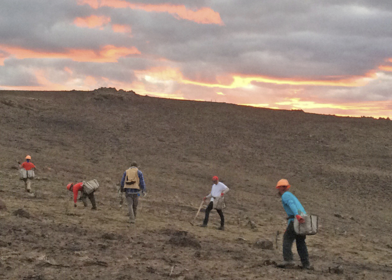 Soda planting crew