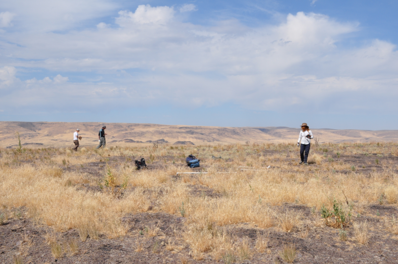 Soda planting crew